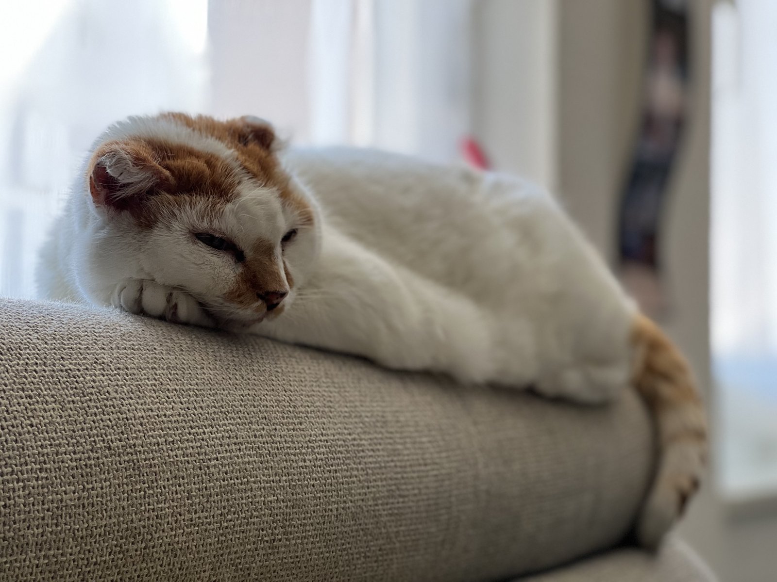 Luna asleep on the back of a sofa in soft window light, one ear folded